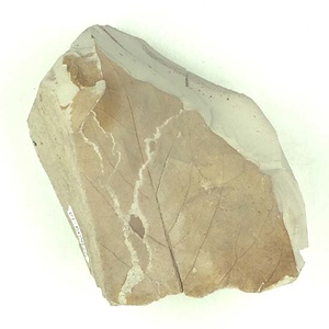 ヨコヤマヌマミズキ