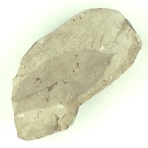 ハンノキ属の一種