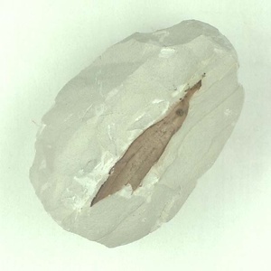 マクリントキア属の一種