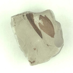 マクリントキア属の一種