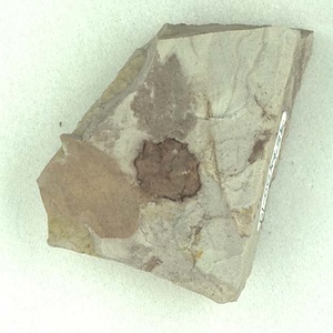 所属不明の種子または果実