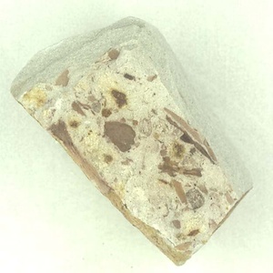 所属不明の種子または果実