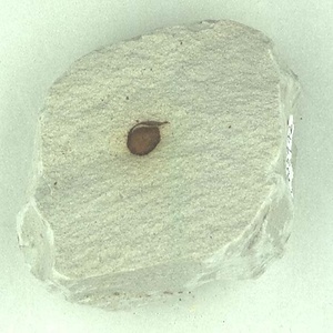 所属不明の種子または果実