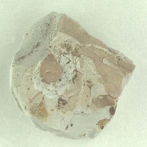 所属不明の種子または果実