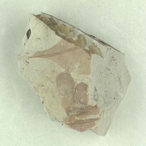 所属不明の種子または果実