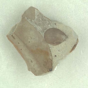 所属不明の種子または果実