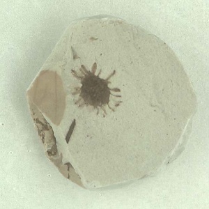 コナラ属の殻斗？