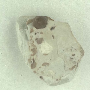 所属不明の種子または果実