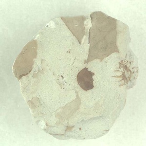 所属不明の種子または果実