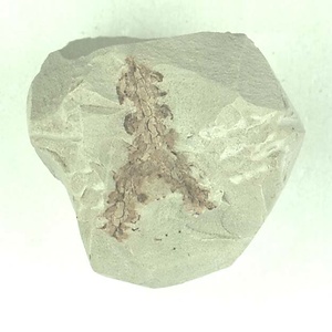 ヒノキ科の一種