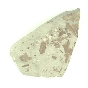 ヌマスギ属の一種