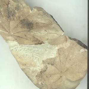 カエデ属の一種