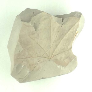 カエデ属の一種