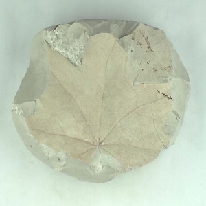 カエデ属の一種