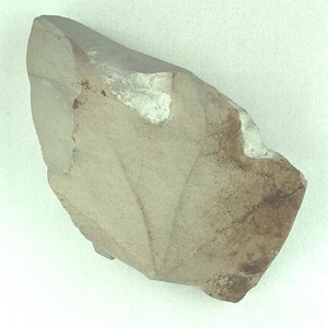 カエデ属の一種