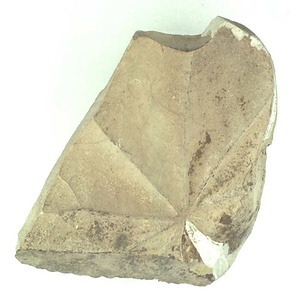 カエデ属の一種