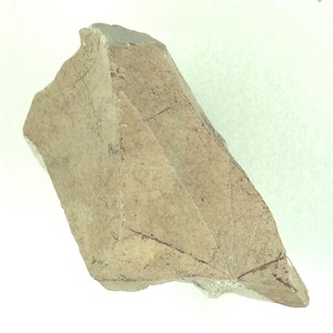 カエデ属の一種