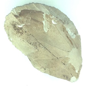 カエデ属の一種