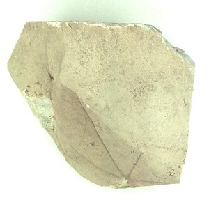 カエデ属の一種