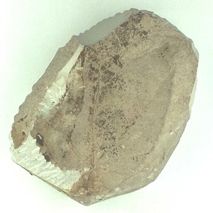 カエデ属の一種