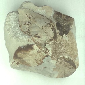 ニシキギ属の一種