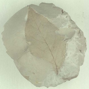 ニシキギ属の一種