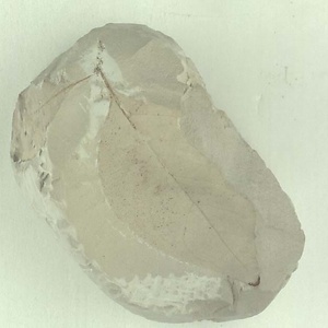 ニシキギ属の一種