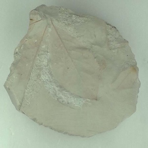 ニシキギ属の一種