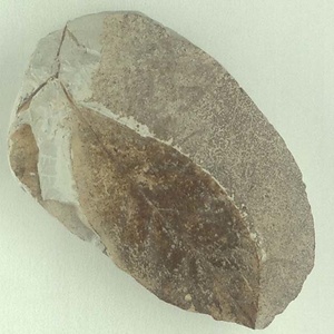 ニシキギ属の一種