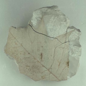 ヨコヤマヌマミズキ