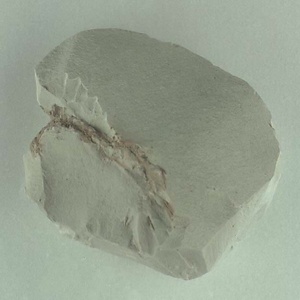 マツ属の一種？