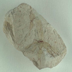 キョクチトクサ