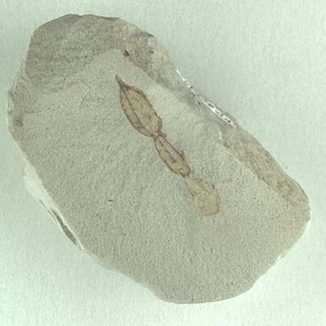 キョクチトクサ