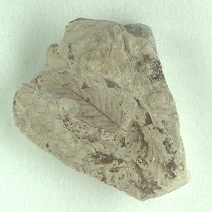 クマシデ属の一種？