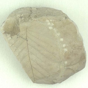 カバノキ属の一種？