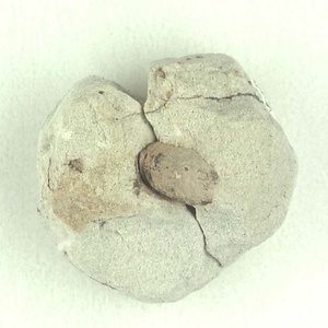 所属不明の種子または果実