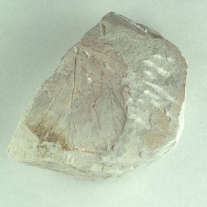 トサミズキ属の一種