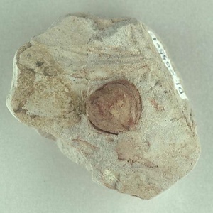 所属不明の種子または果実