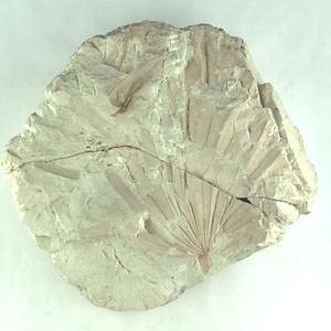 シュロ属の一種