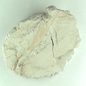 エオワイティアナポプラ