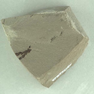 ヒノキ科の一種