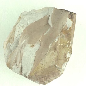 アケボノシラカシ