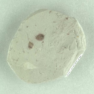 所属不明の種子または果実