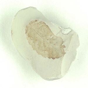 ニセチドリノキ