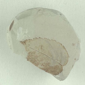 ニセチドリノキ