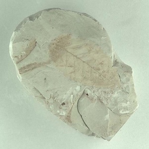 ニセチドリノキ