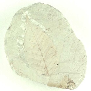 ニセチドリノキ