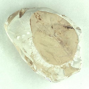 クロモジ属の一種