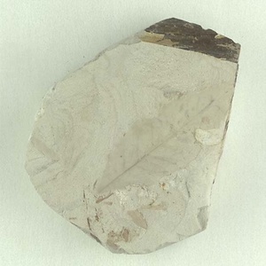 シャンワンアワブキ