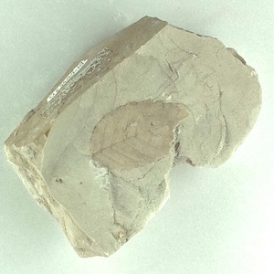 ニセチドリノキ